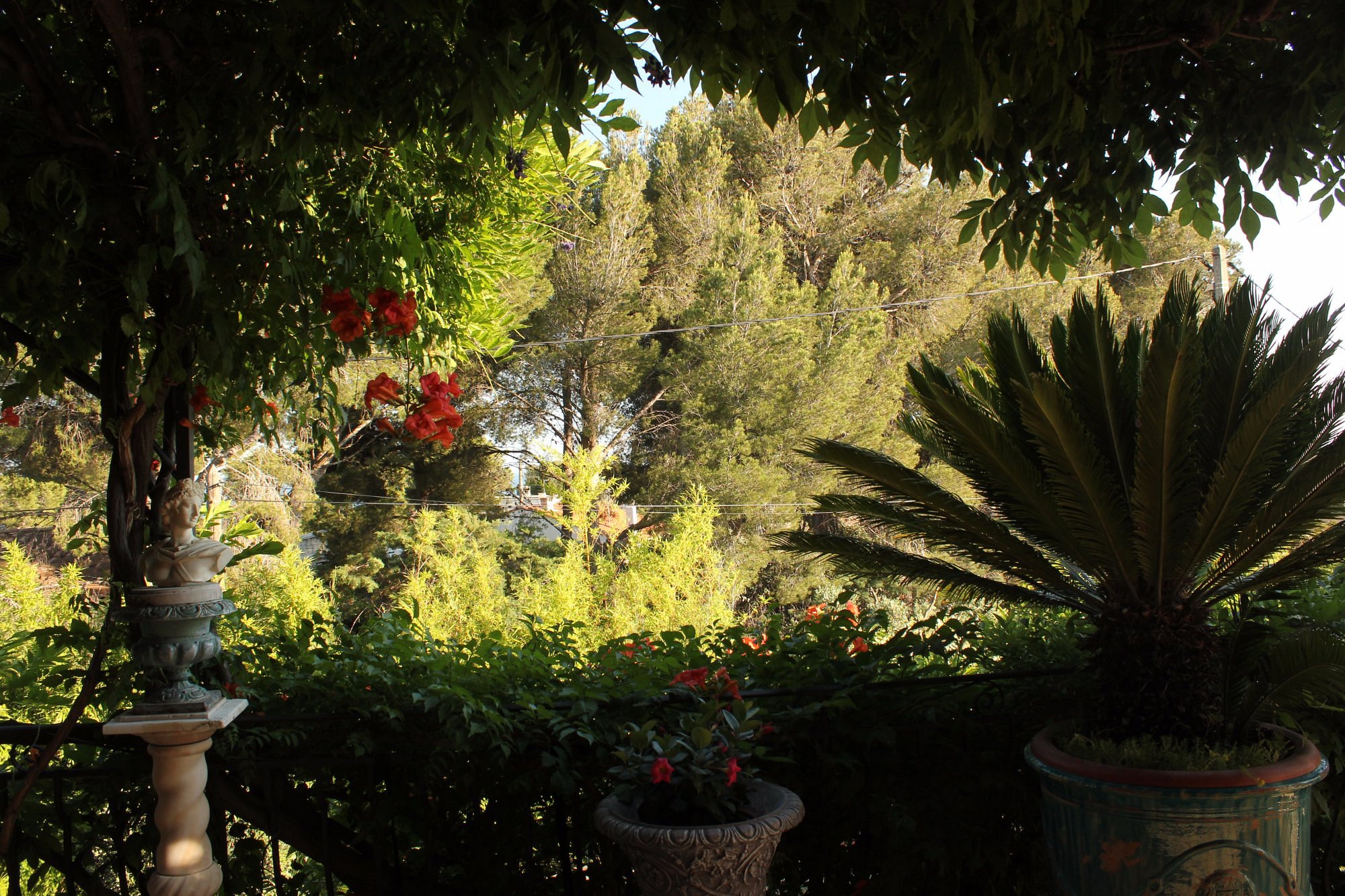 Vue sur la maison et la végétation